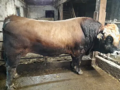 Murbodner Zuchtstier