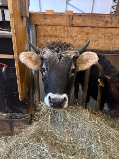 Bio Tiroler Grauvieh