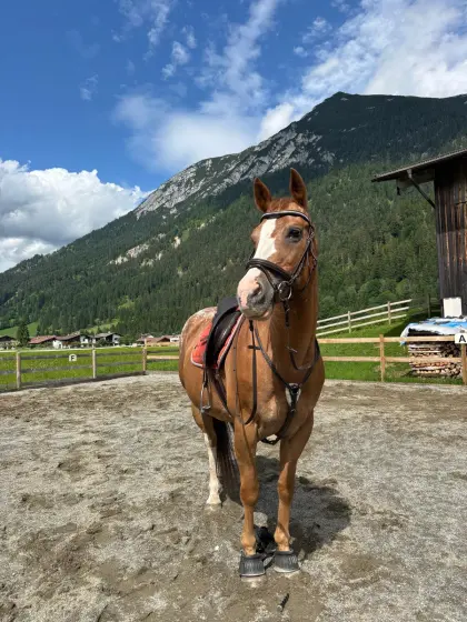 Schweren Herzens zu verkaufen: Unsere Appaloosa-Stute „Arizo