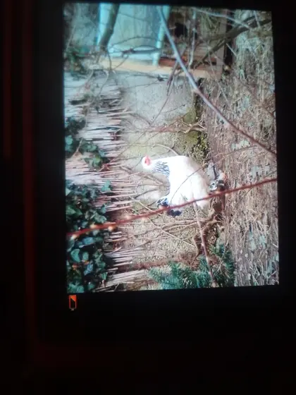 Brahma-Paar Weiß-Schwarz Columbia