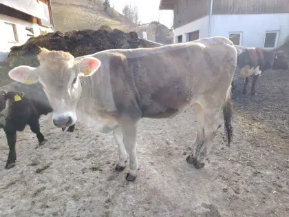 Verkaufe Brown Swiss Kalbin, Original Pinzgauer Kuh mit Horn