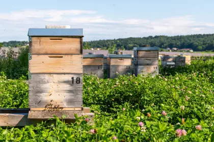 Wirtschaftsvölker ab sofort zu verkaufen