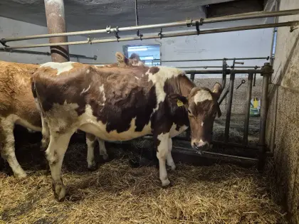 RF Kalbin hochträchtig