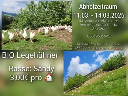 BIO Legehühner