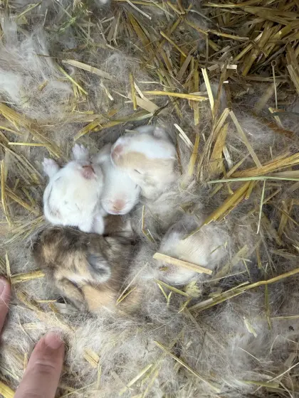 Kaninchen aus liebevoller Hobbyzucht