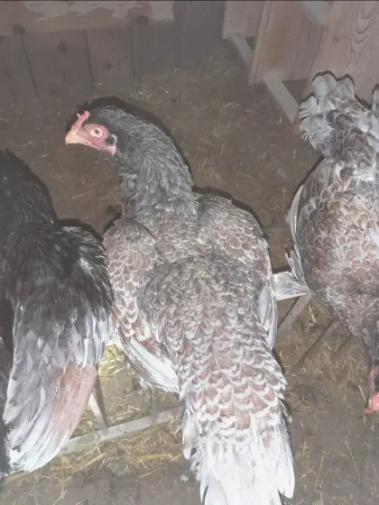 Bruteier Indischer Kämpfer (Großrasse)