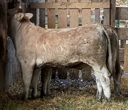 Murbodner Bio Kalbinen