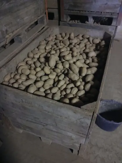 Verkaufe Futterkartoffel