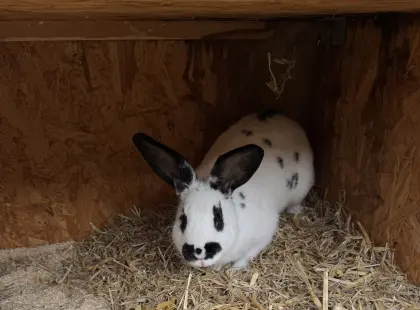 Dalmatiner Rex x Riesen Schecke Häsin mit Jungen