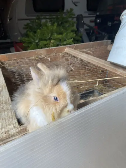 Häsin und rammler abzugeben