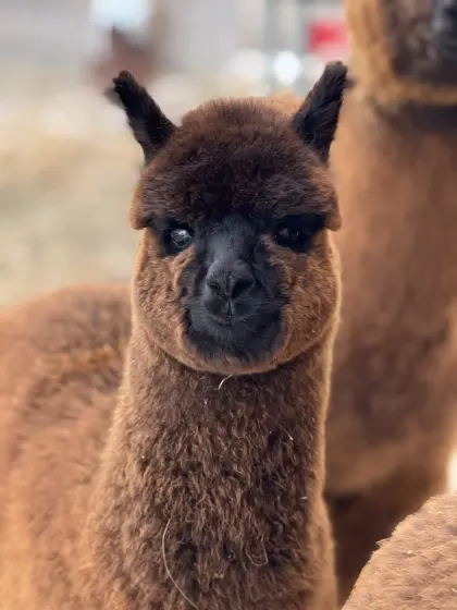 Alpaka Junghengste, Wallache