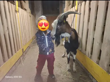 Tauernschecken Bock Ghandi