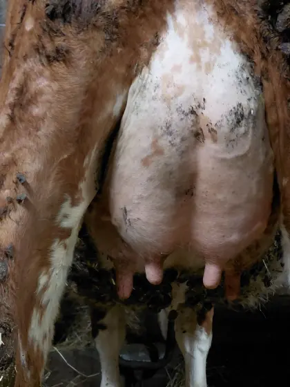 Bio-Fleckvieh in Milch