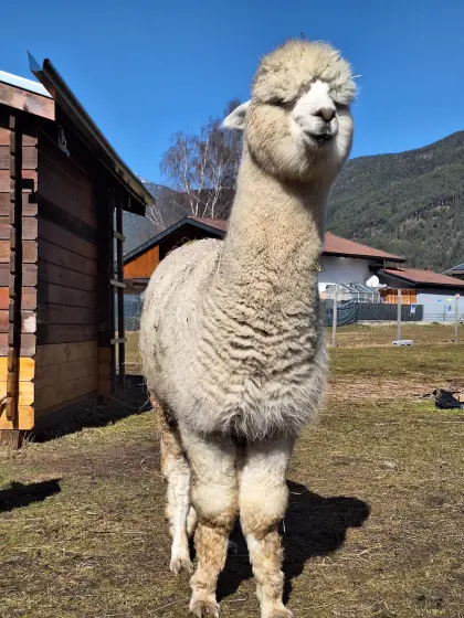 Alpaka Hermann