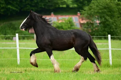 Shire Horse
