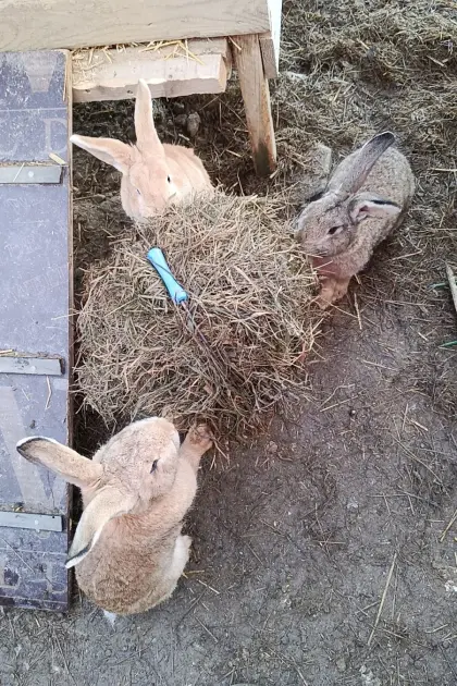 Wunderschöne Deutsche Riesen