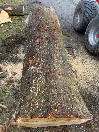 Verkaufe Eichenstamm
