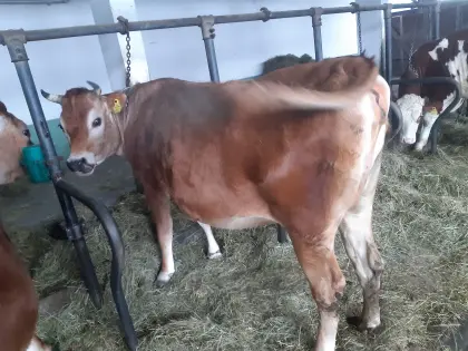 Trächtige Jersey Kalbin