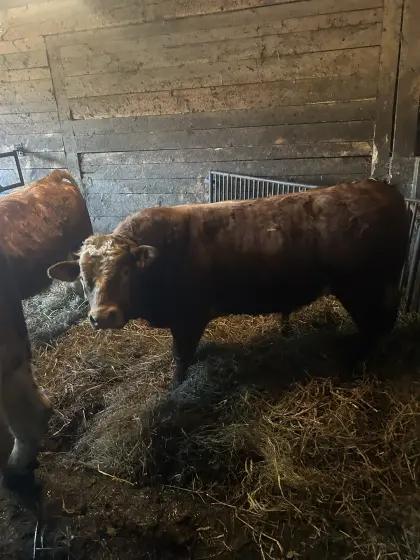 Limousin Sprungstiere