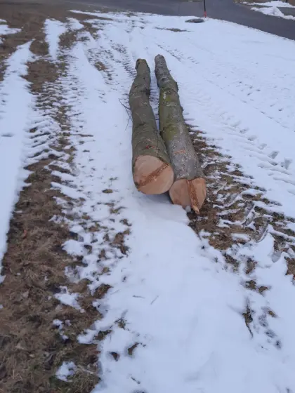 Ahorn- und Kirschbaumstämme