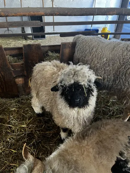 Walliser Schwarznasenschafe