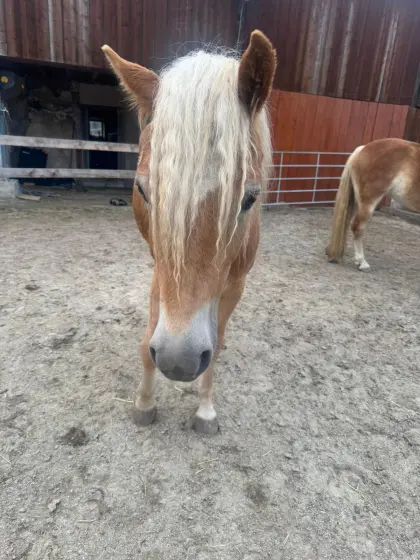Haflinger Stute Blessa