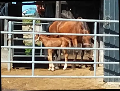 Warmblut Stutfohlen Wiviann Van W