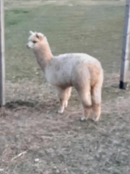 Verkaufe Alpaka, jung, Hengst