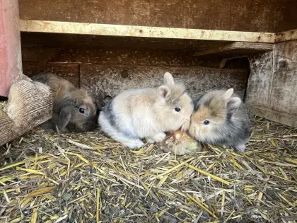 Zwergkaninchen männlich
