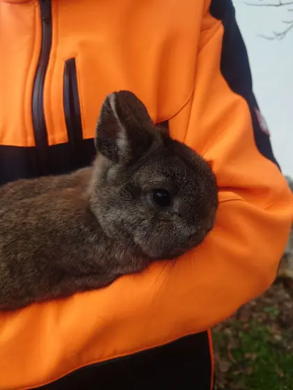 Zwergkaninchen männlich
