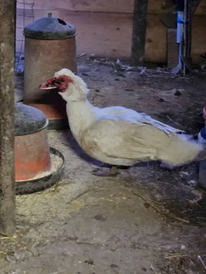 Verschenke Warzenenteriche