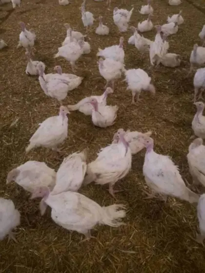 Puten zum Weiterfüttern