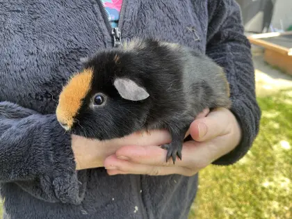 Meerschweinchen Kastrat