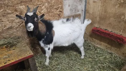 Zwergziegenbock sucht zu Hause