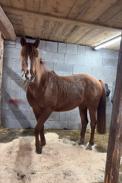 Sucht dringend neues Zuhause Araber-Mix-Stute Orca