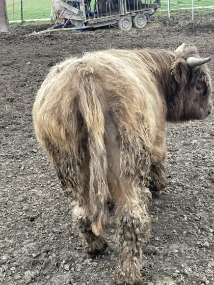 Hochlandrinder Zuchtstier