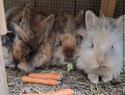 Hasen, Kaninchen, 2 Weibchen, 2 kastrierte Männchen