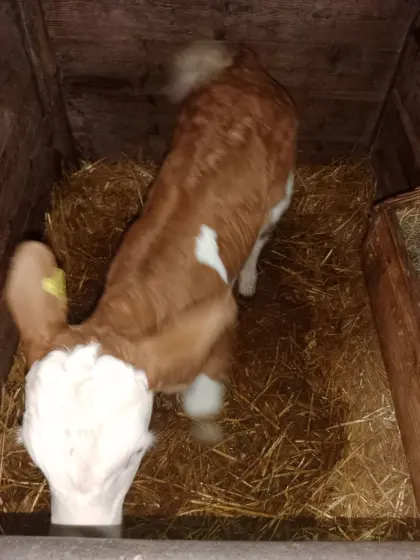 Genetisch hornloses FV-Stierkalb