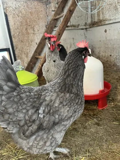 Bresse Gauloise Bleu Küken