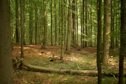 Suche Wald Nähe Hitzendorf, Steinberg, Bartholomä, Stiwoll