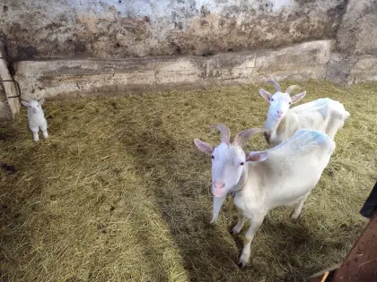 Deutsche weiße Edelziegen