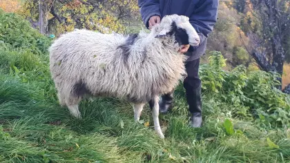 Alpine Steinschafe - Zuchtgruppe Schafe mit Widder BIO