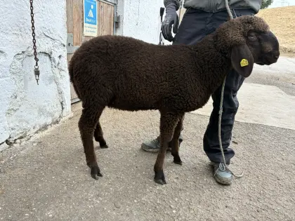 2 Stück  Widder Braunes Bergschaf