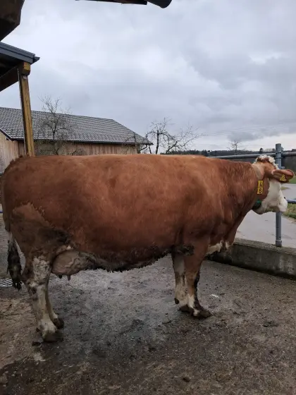 Verkaufe Großträchtige Bio-FL Kuh