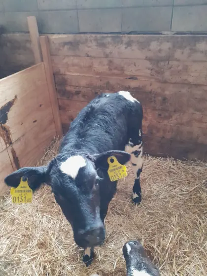 weiß blauer Belgier Kuhkalb