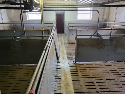 Stalleinrichtung Schweinemast