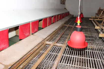 Rundtränken für Hühnerstall