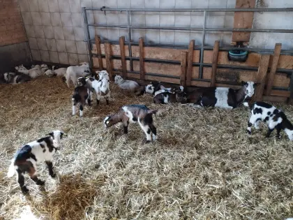 20 Steirische Scheckenziegenkitz