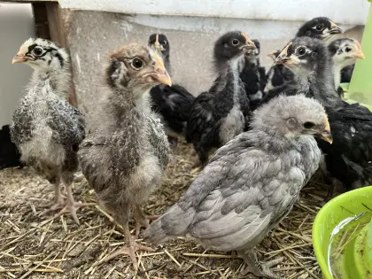 Küken von Zwiehuhnrassen