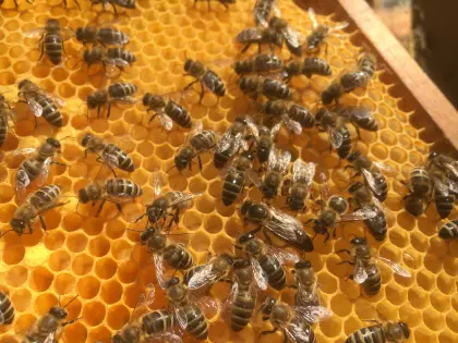 Bienenvölker auf 8-10 Waben EHM Quadrat abzugeben